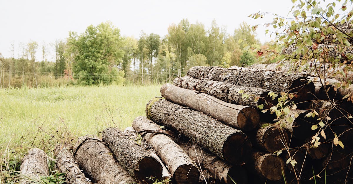 découvrez les avantages de la biomasse, une source d'énergie renouvelable qui contribue à la durabilité écologique. apprenez comment elle peut réduire les émissions de carbone, favoriser l'économie circulaire et offrir des solutions innovantes pour la production d'énergie propre.