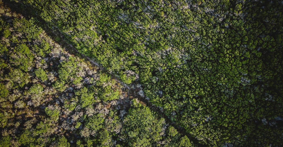 découvrez les dernières avancées en matière de capture du carbone, une technologie essentielle pour lutter contre le changement climatique. explorez les méthodes innovantes, les applications et les bénéfices de cette approche durable pour réduire les émissions de co2.