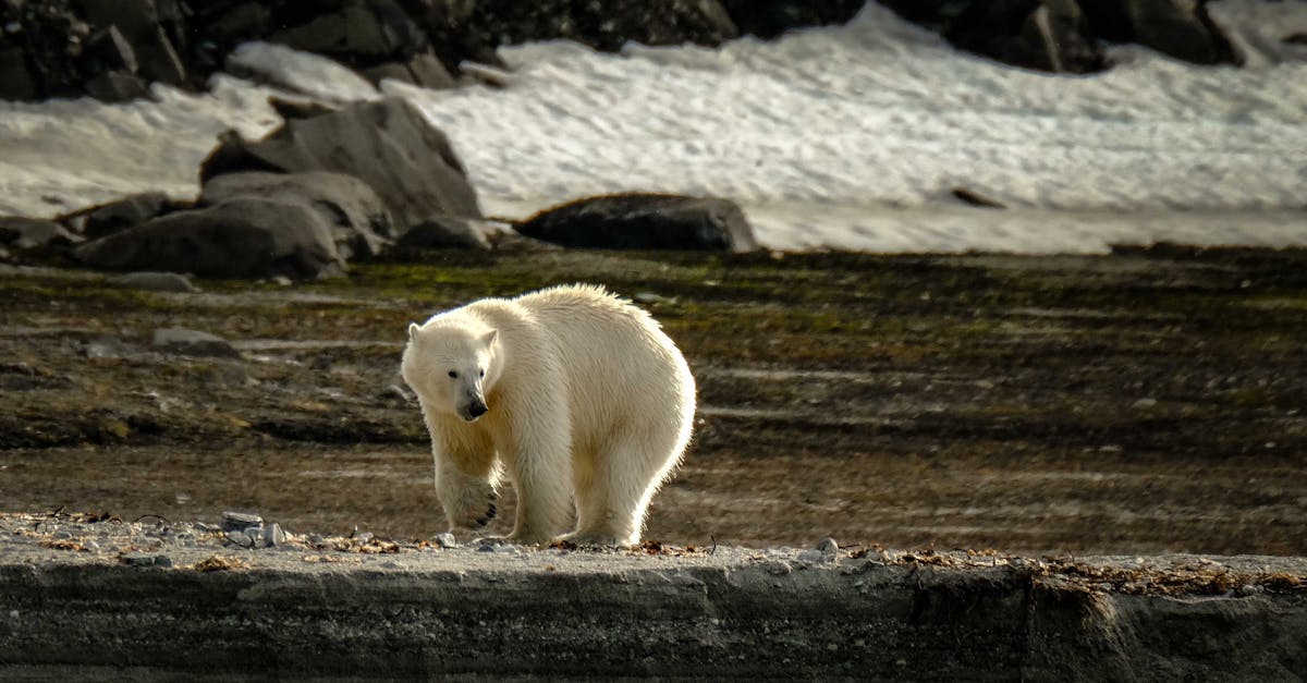 découvrez notre stratégie d'adaptation au climat, conçue pour préparer nos communautés aux impacts du changement climatique. apprenez comment nous intégrons des solutions durables et résilientes pour protéger notre environnement et garantir un avenir meilleur.