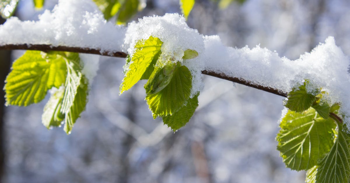 découvrez des stratégies essentielles pour se préparer aux changements climatiques. informez-vous sur les actions à entreprendre, les ressources disponibles et comment s'adapter aux impacts environnementaux croissants.