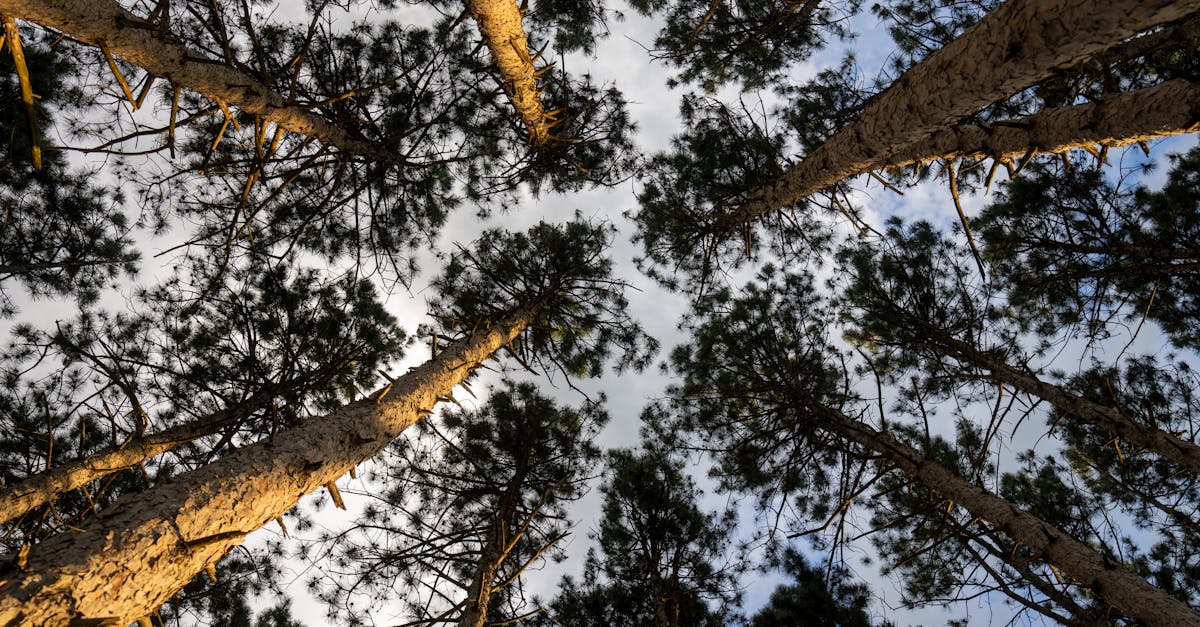 découvrez comment la santé climatique influence notre bien-être. explorez les enjeux environnementaux, les impacts sur la santé humaine et les solutions durables pour un avenir sain et équilibré.