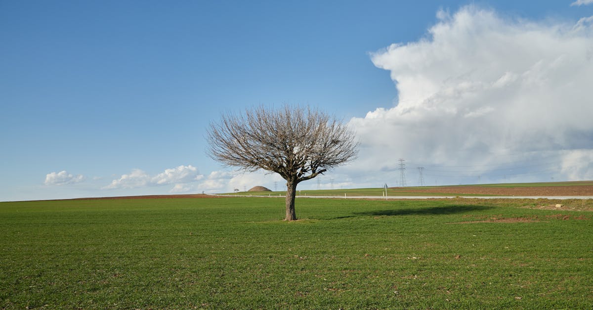 découvrez le phénomène du 'climate whiplash', caractérisé par des variations climatiques extrêmes et rapides. apprenez comment ces changements influencent notre environnement, notre agriculture et notre santé, et explorez des solutions pour s'adapter à cette nouvelle réalité climatique.