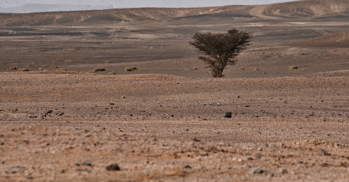 découvrez le phénomène du 'climate whiplash', une fluctuation climatique extrême caractérisée par des variations rapides de température et de conditions météorologiques. apprenez-en plus sur ses impacts sur l'environnement, la biodiversité et la société, ainsi que sur les mesures à prendre pour s'adapter à cette réalité climatique en constante évolution.