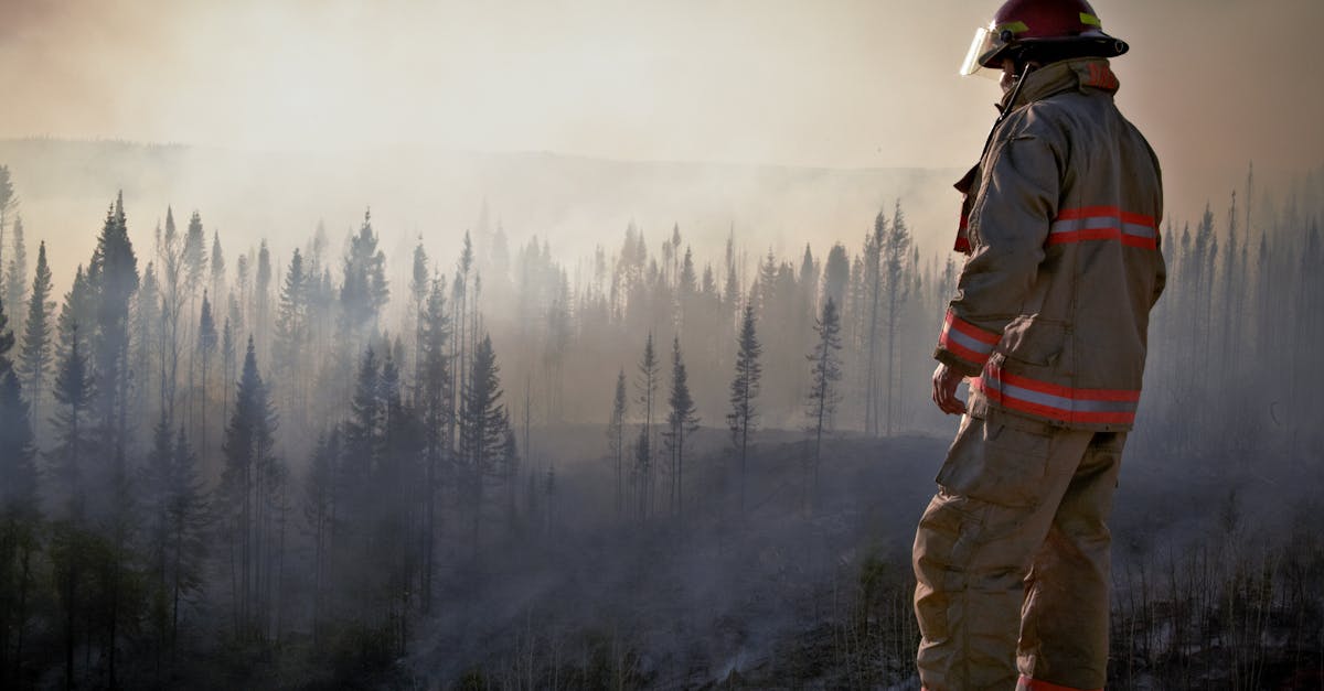 découvrez les enjeux cruciaux de la déforestation, ses impacts environnementaux, économiques et sociaux, ainsi que les solutions durables pour préserver nos forêts et lutter contre ce fléau.