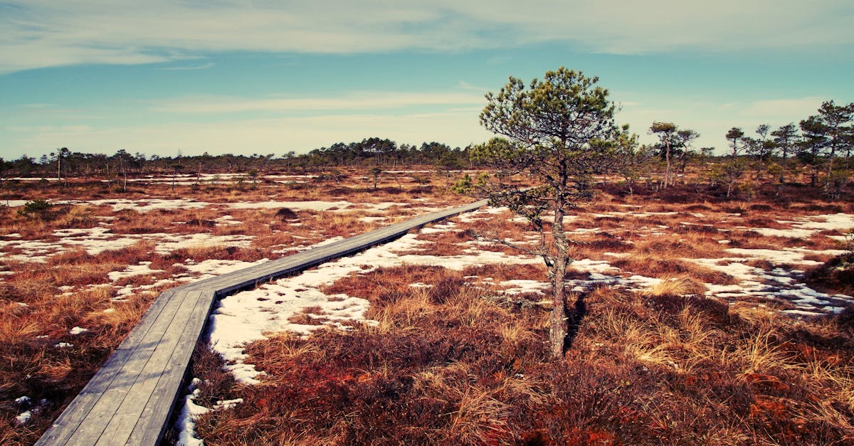 découvrez les enjeux et les solutions de la transition écologique, un processus essentiel pour un avenir durable et respectueux de l'environnement. engagez-vous pour une planète plus verte dès aujourd'hui.