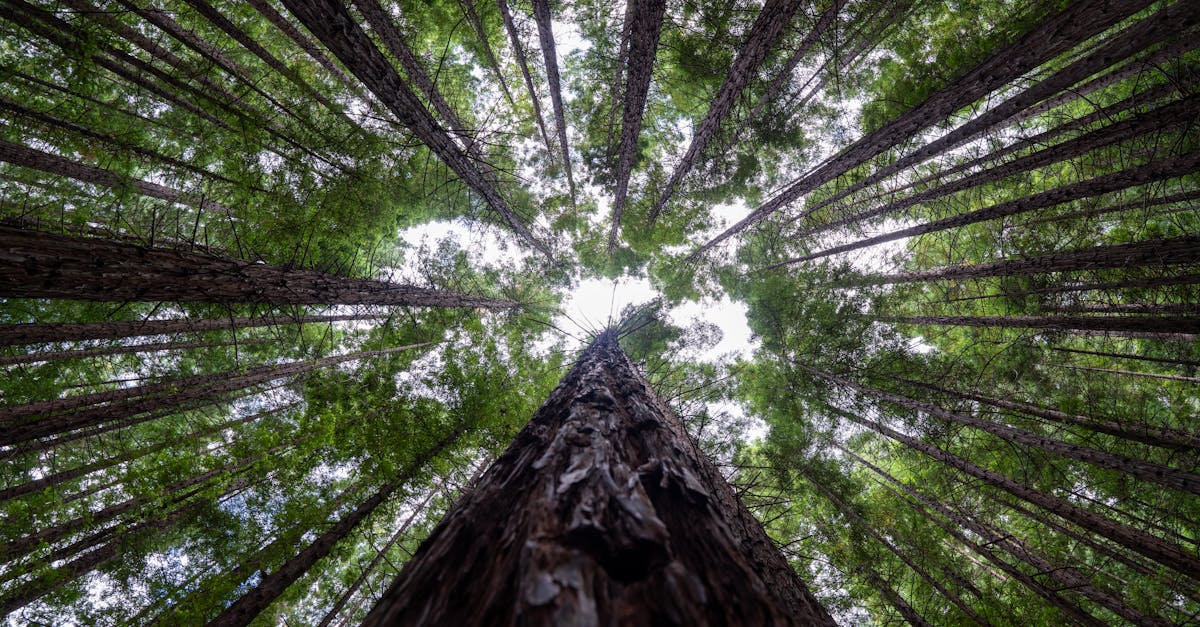 découvrez la richesse et la diversité des écosystèmes, leurs rôles essentiels dans notre environnement et l'importance de leur protection pour préserver la biodiversité et la santé de notre planète.