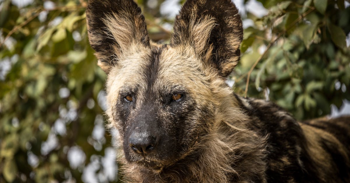 découvrez les espèces menacées et leur importance pour l'équilibre des écosystèmes. apprenez comment la conservation et les initiatives environnementales peuvent aider à protéger ces animaux et plantes en danger d'extinction.