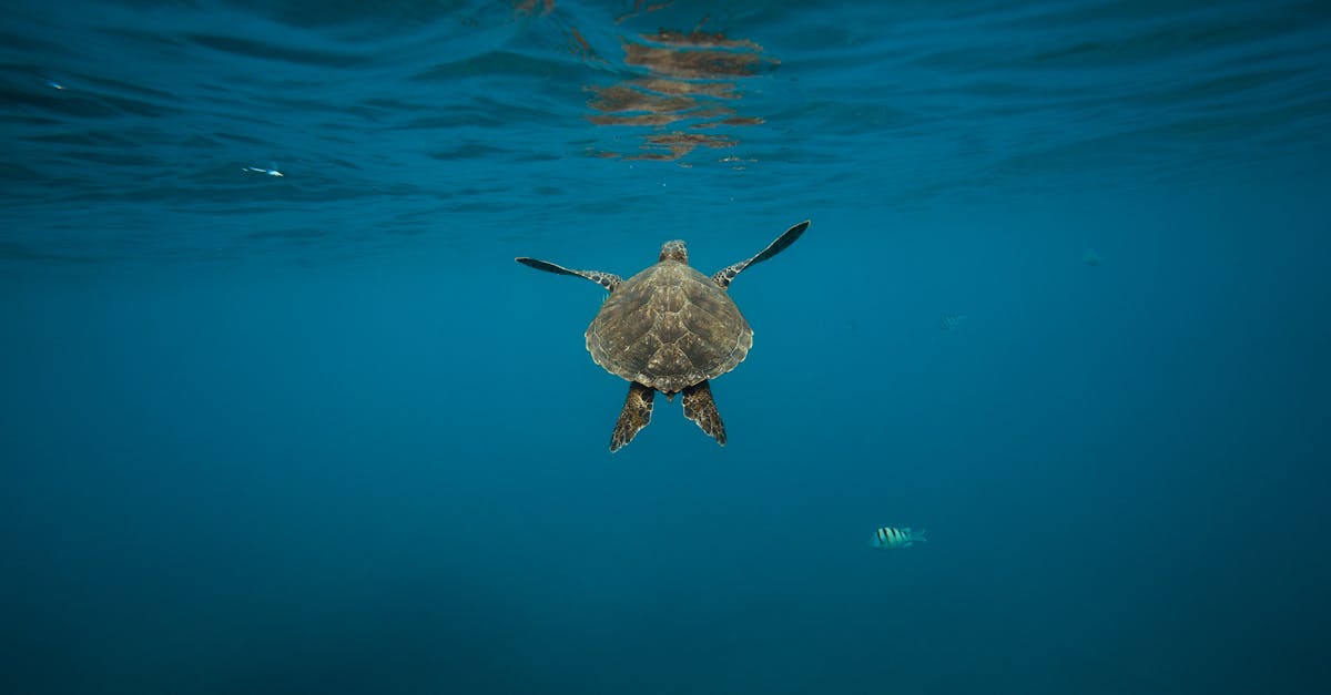 découvrez l'importance de la conservation de l'environnement pour préserver notre planète. apprenez des stratégies et solutions pour protéger la biodiversité, réduire les déchets et combattre le changement climatique.