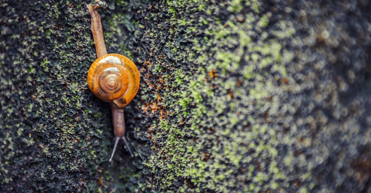 découvrez les mouvements environnementaux qui changent notre monde. explorez leurs impacts, leurs objectifs, et comment ils œuvrent pour une planète plus saine. rejoignez le mouvement pour la durabilité et la protection de notre environnement.