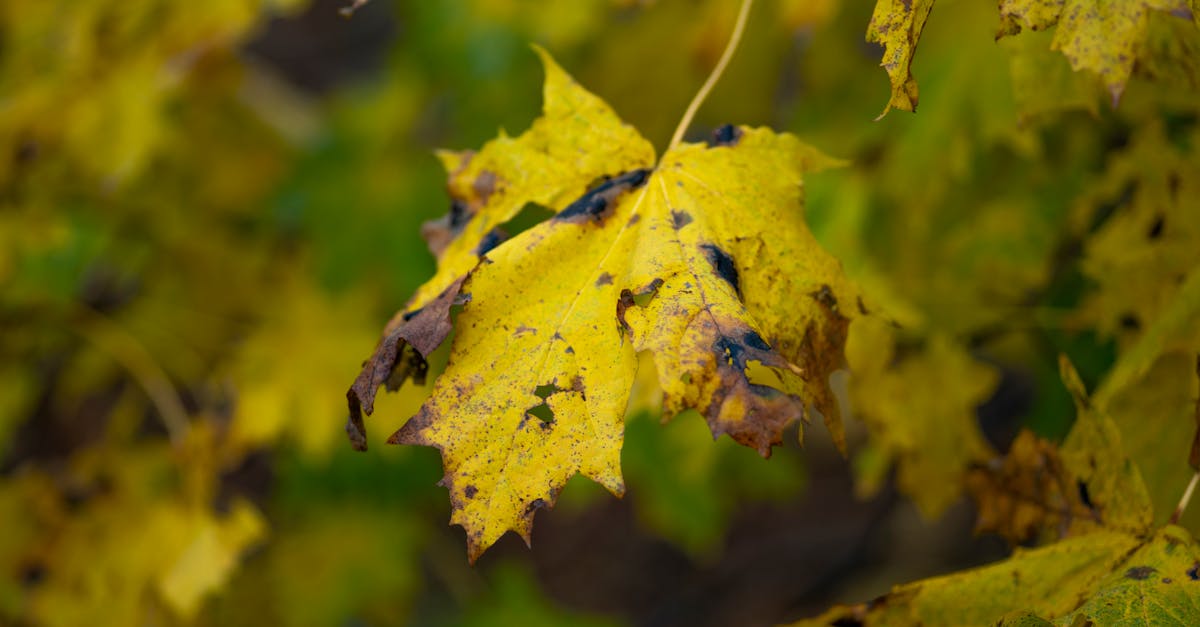 découvrez les politiques environnementales essentielles qui visent à protéger notre planète. apprenez comment elles influencent la durabilité, promeuvent des pratiques écologiques et contribuent à la lutte contre le changement climatique.