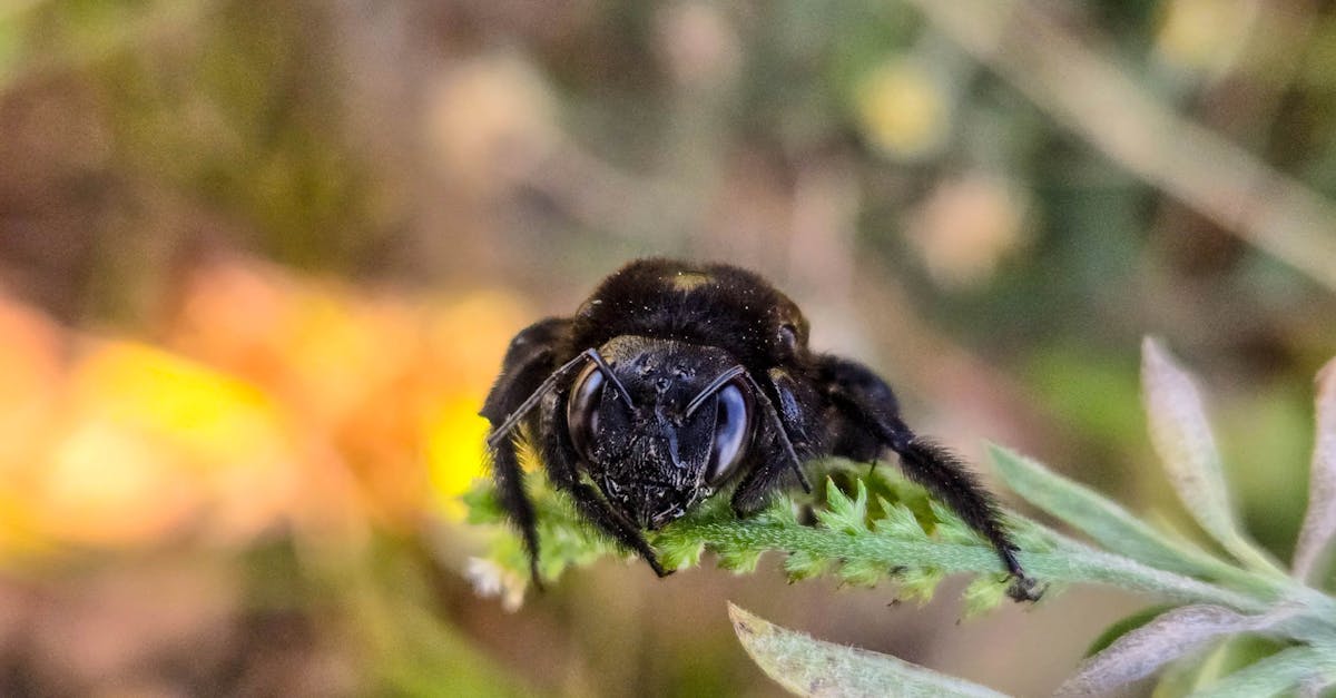 découvrez l'importance des politiques environnementales pour la protection de notre planète. explorez des initiatives durables, des réglementations et des pratiques innovantes visant à réduire l'impact écologique et à promouvoir un développement responsable.