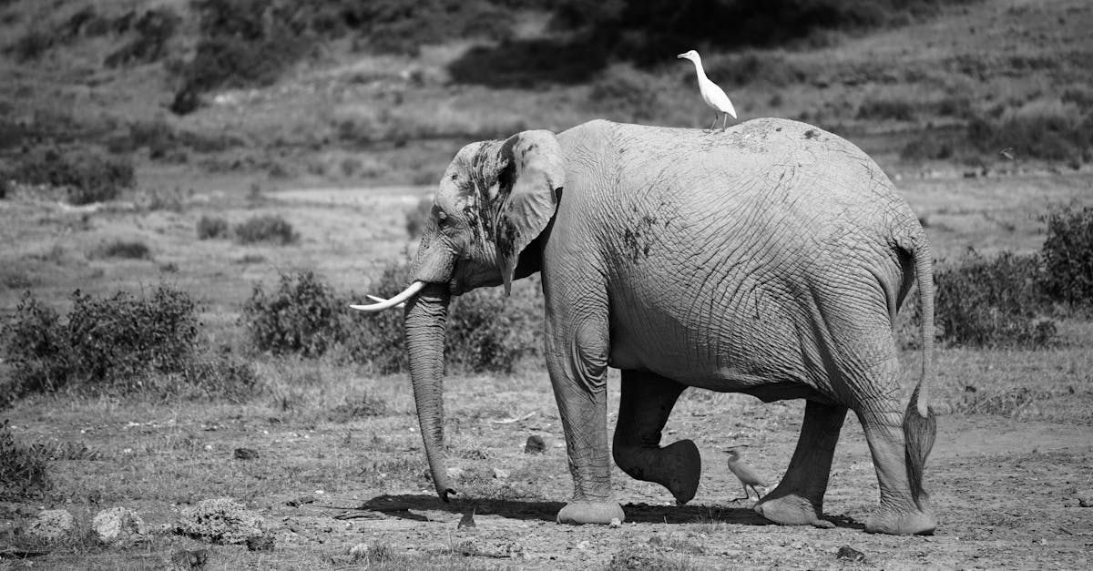 découvrez les réserves naturelles, des sanctuaires de biodiversité préservés où faune et flore prospèrent dans leur habitat naturel. explorez des paysages époustouflants, engagez-vous dans des activités écologiques et contribuez à la protection de notre planète.