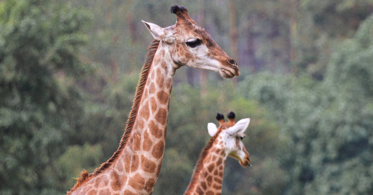 découvrez la beauté et la diversité des réserves naturelles, véritables sanctuaires de la faune et de la flore. plongez dans un monde préservé où la nature s'épanouit, offrant des expériences uniques pour les amoureux de l'environnement et les aventuriers. rejoignez-nous pour explorer ces trésors écologiques et comprendre l'importance de leur protection.