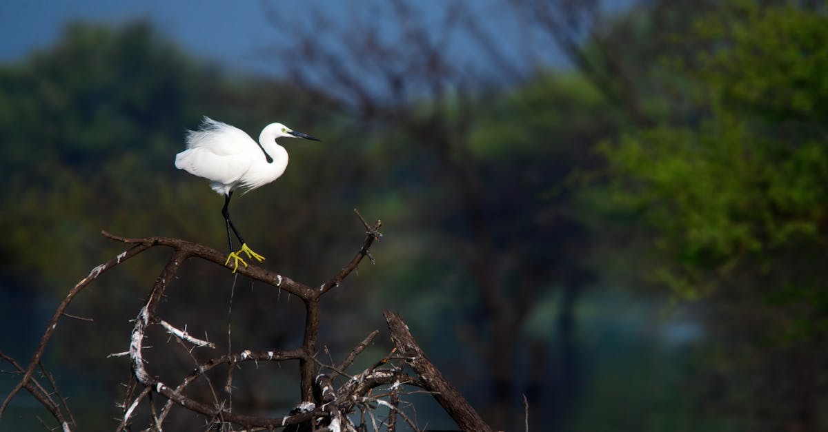 découvrez les réserves naturelles, des sanctuaires préservés où la biodiversité s'épanouit. explorez des paysages époustouflants, rencontrez une faune variée et participez à des activités écologiques pour mieux comprendre l'importance de la conservation. protégez la planète en visitant ces trésors de la nature.