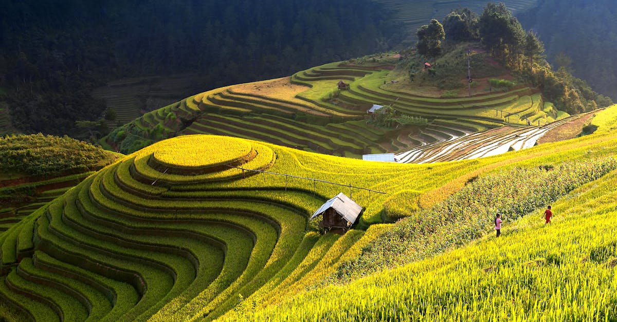 découvrez l'agriculture durable, une approche respectueuse de l'environnement qui allie productivité et préservation des ressources. explorez des méthodes innovantes pour cultiver tout en protégeant notre planète.