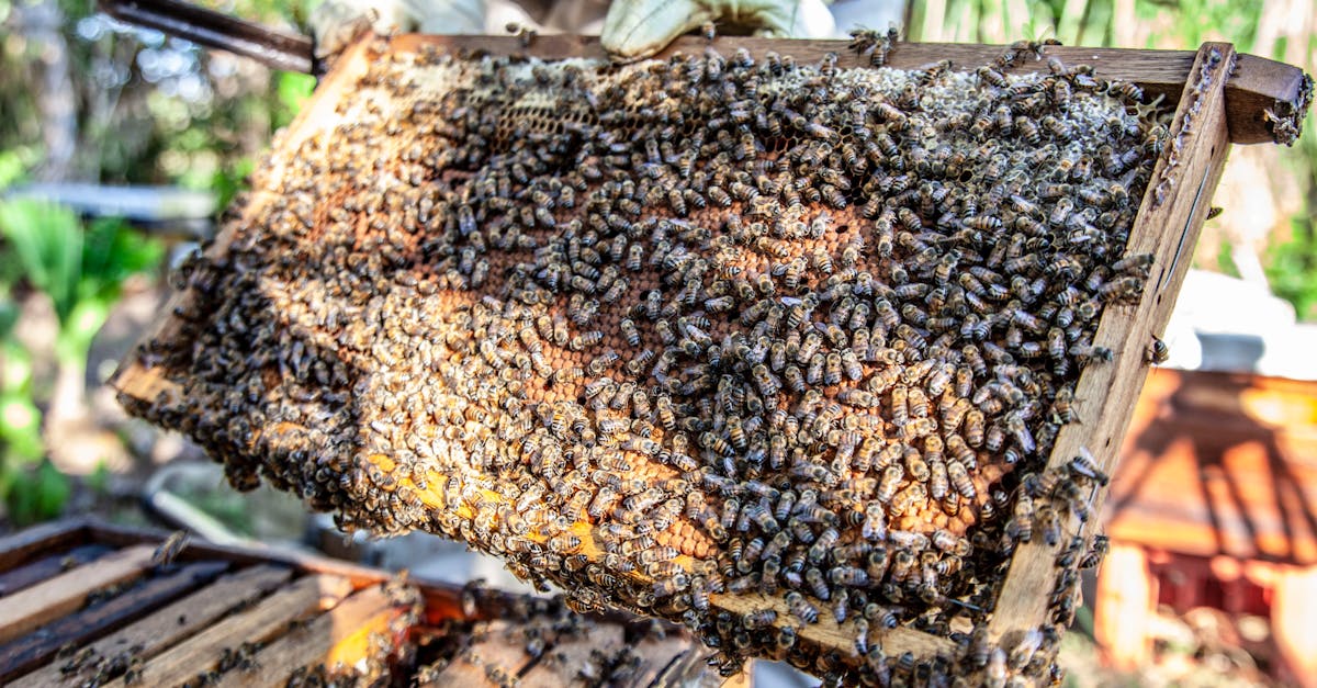 découvrez l'agriculture durable, une approche innovante qui préserve l'environnement tout en produisant des aliments sains. apprenez les techniques et pratiques qui favorisent la biodiversité, réduisent l'utilisation des ressources et soutiennent les communautés locales.