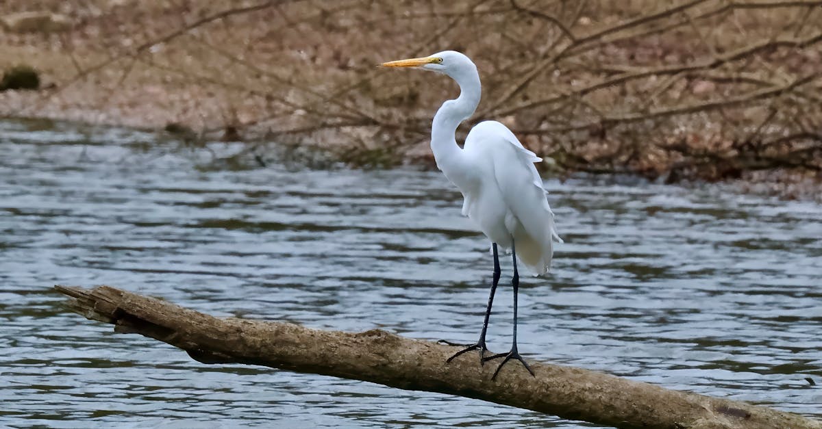 découvrez les politiques de conservation de l'eau qui visent à protéger cette ressource précieuse. apprenez comment des mesures efficaces peuvent réduire le gaspillage, promouvoir l'utilisation durable de l'eau et préserver les écosystèmes. engagez-vous pour un avenir plus responsable et durable.