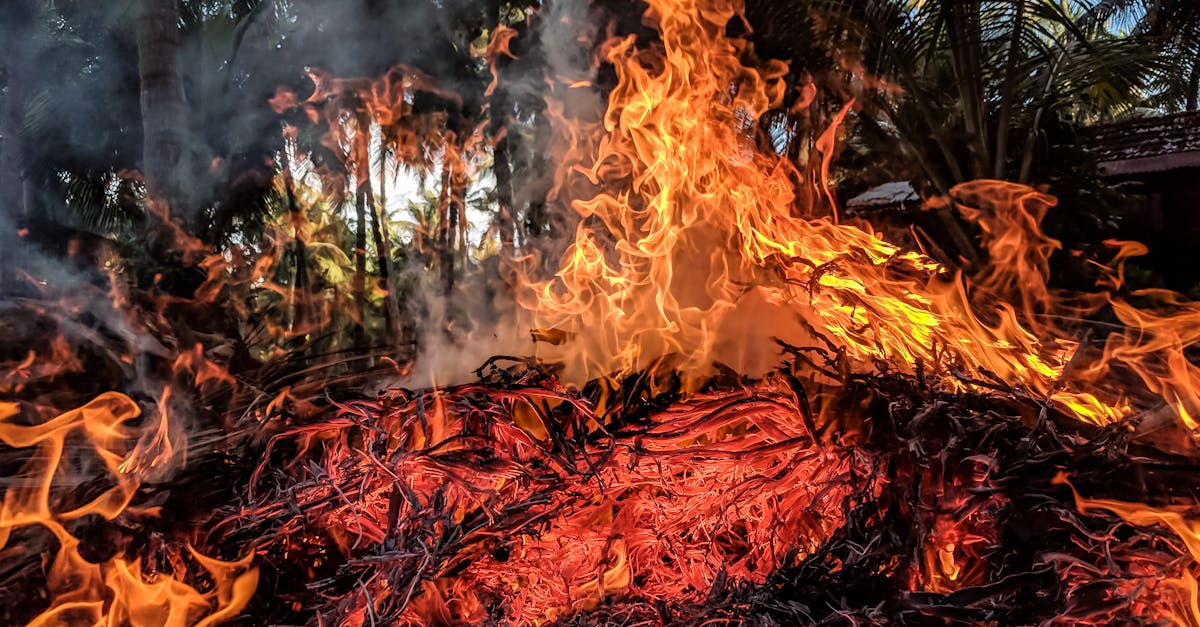 découvrez l'impact dévastateur des incendies de forêt sur l'environnement, la biodiversité et les communautés. explorez les causes, les conséquences et les solutions pour prévenir ces catastrophes naturelles croissantes.