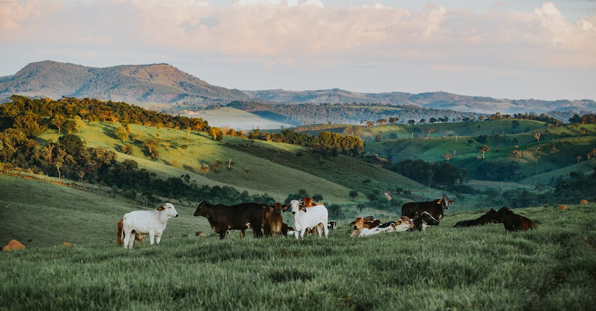 découvrez l'agroécologie, une approche durable de l'agriculture qui respecte l'environnement, favorise la biodiversité et soutient les communautés locales. transformez vos pratiques agricoles pour un avenir plus vert.