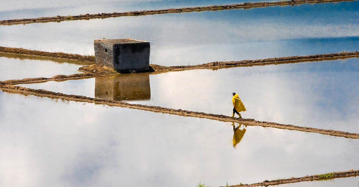 découvrez comment les politiques agricoles peuvent influencer le changement climatique et promouvoir une agriculture durable. explorez les initiatives et stratégies visant à réduire l'impact environnemental tout en assurant la sécurité alimentaire.