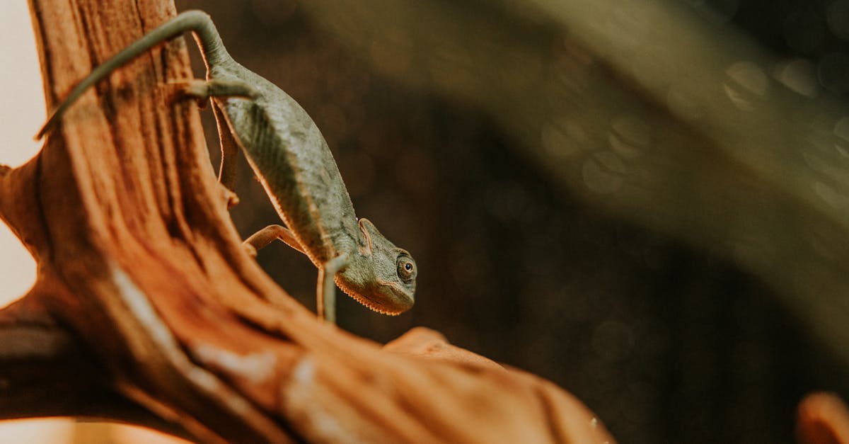 découvrez les stratégies essentielles pour s'adapter aux changements climatiques. apprenez comment les communautés et les écosystèmes peuvent se préparer à affronter les impacts du réchauffement climatique tout en favorisant une durabilité à long terme.