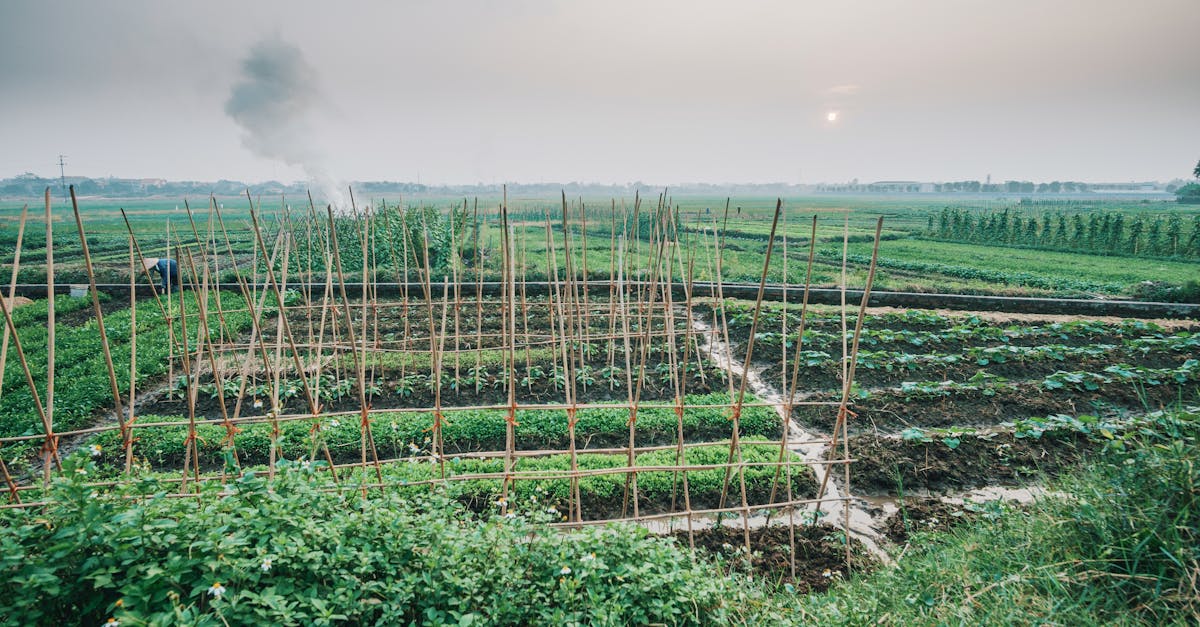 découvrez l'agroécologie, une approche durable de l'agriculture qui préserve l'environnement tout en améliorant la rentaibilité des exploitations. adoptez des pratiques respectueuses de la biodiversité et favorisez des systèmes de production résilients pour un avenir agricole responsable.