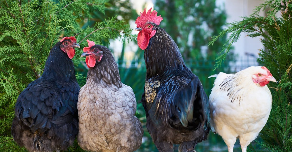 découvrez l'agroécologie, une approche durable qui combine agriculture et respect de l'environnement. apprenez comment cette méthode vise à améliorer la biodiversité, renforcer la résilience des systèmes agricoles et promouvoir des pratiques éco-responsables pour une alimentation saine.