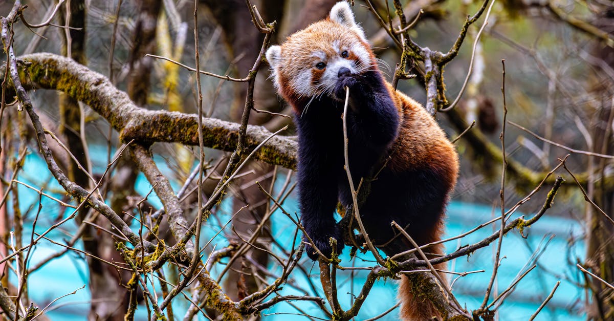 découvrez l'importance de la biodiversité, sa richesse et son impact sur nos écosystèmes. apprenez comment la préserver pour un avenir durable.