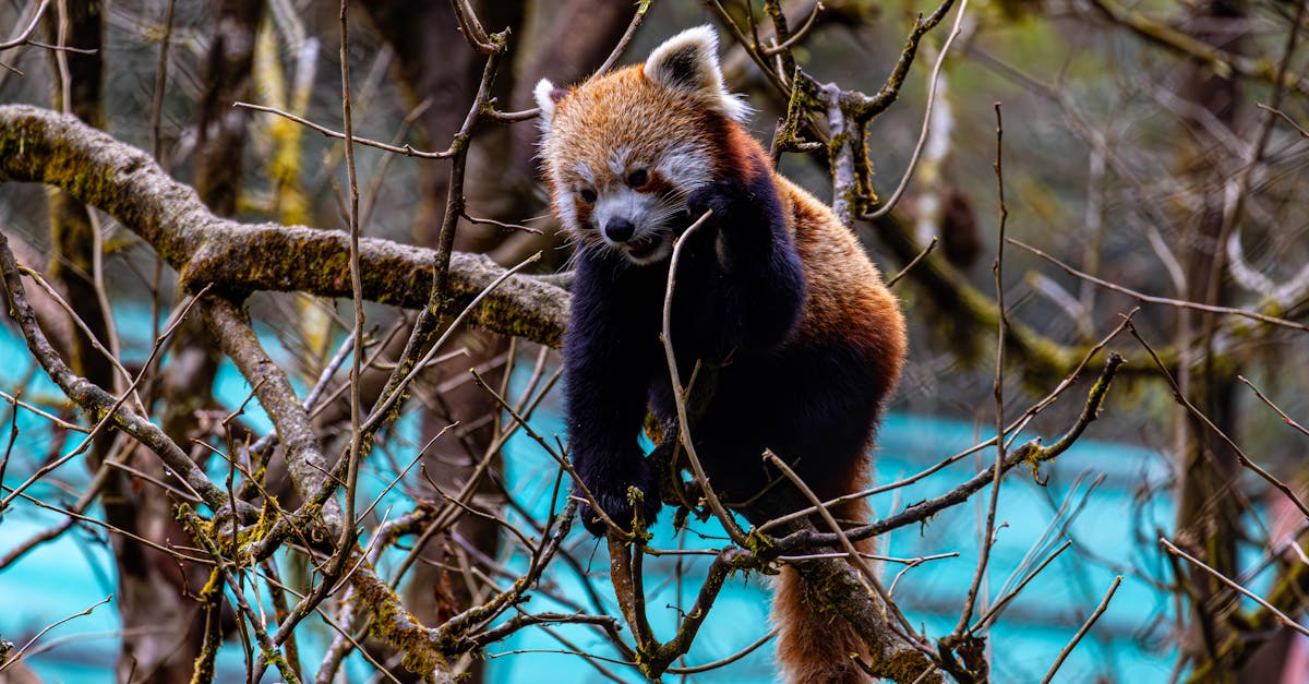 découvrez l'importance de la biodiversité pour notre planète, son impact sur les écosystèmes et les actions que nous pouvons entreprendre pour la préserver. apprenez-en plus sur les espèces menacées, leur habitat et les initiatives pour protéger notre environnement.