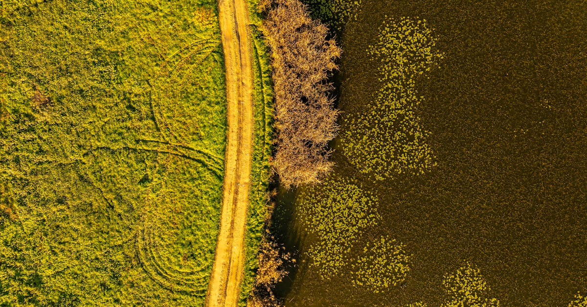 découvrez l'importance de la biodiversité pour la santé de notre planète, son rôle dans les écosystèmes et les actions nécessaires pour la préserver. apprenez comment vous pouvez contribuer à la protection de notre riche diversité biologique.