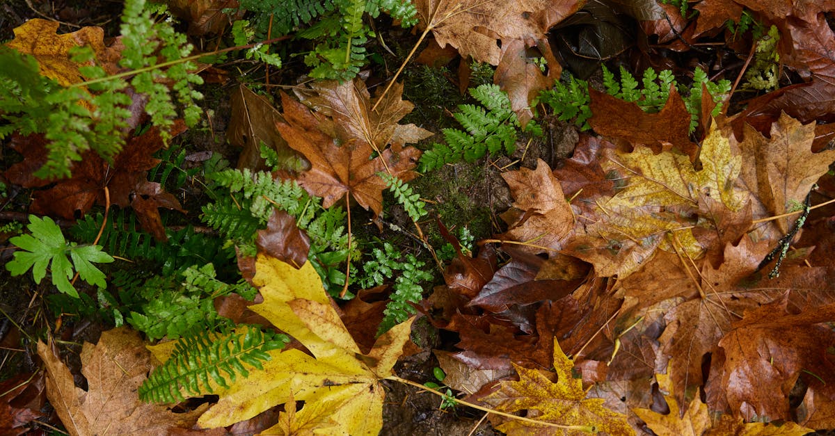 découvrez les refuges de biodiversité, des havres de paix essentiels pour préserver la faune et la flore menacées. explorez l'importance de ces espaces naturels protégés, leur rôle dans la conservation de l'écosystème et les initiatives pour les protéger.