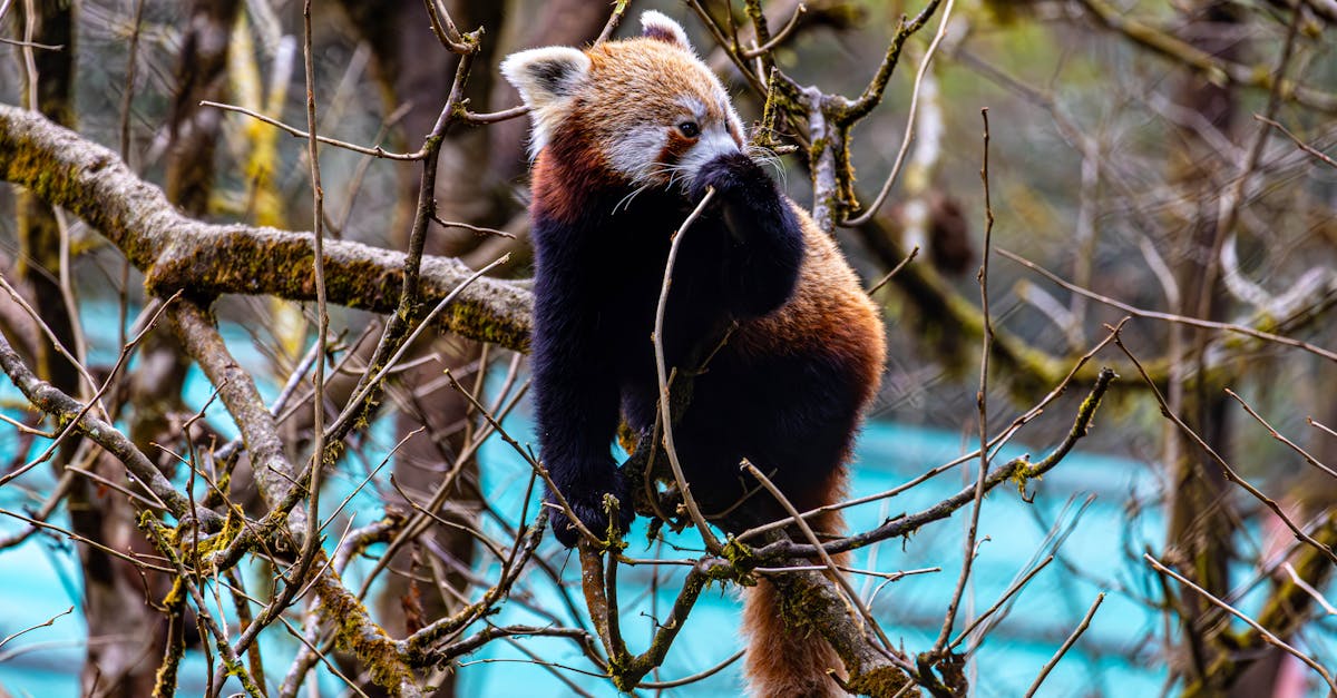 découvrez l'importance de la biodiversité pour notre planète, son rôle essentiel dans les écosystèmes et les actions que nous pouvons entreprendre pour la préserver.