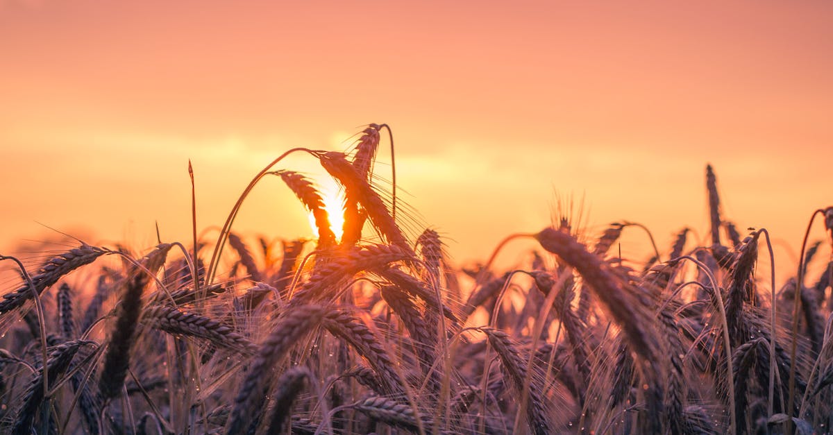 découvrez l'agriculture résiliente face aux changements climatiques : des pratiques durables qui préservent l'environnement tout en garantissant des récoltes abondantes et un avenir alimentaire sûr.