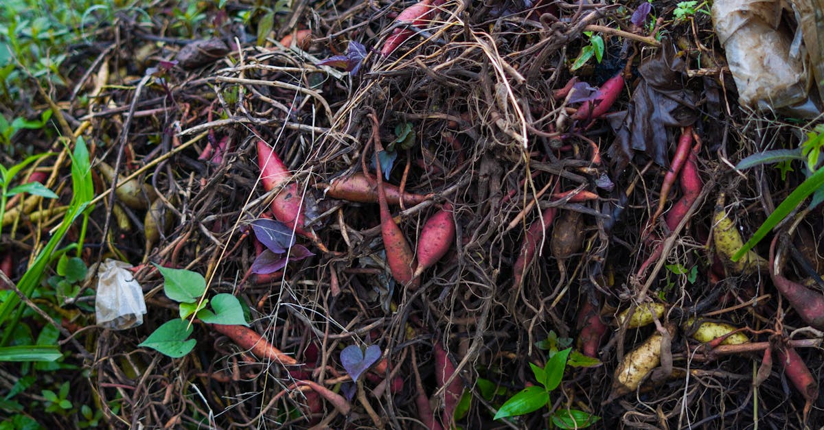 découvrez les bienfaits du compostage pour réduire les déchets et enrichir votre jardin. apprenez des astuces pratiques pour transformer vos restes alimentaires en compost nutritif et durable.