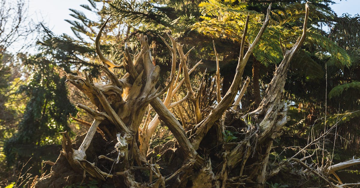 découvrez comment les taxes environnementales contribuent à la protection de notre planète, en incitant les entreprises et les consommateurs à adopter des pratiques plus durables. explorez l'impact de ces mesures fiscales sur l'économie et l'environnement.