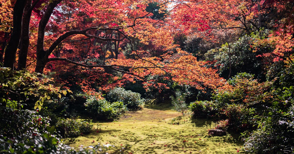 découvrez le protocole de kyoto, un accord international visant à réduire les émissions de gaz à effet de serre et à lutter contre le changement climatique. apprenez-en davantage sur ses objectifs, ses impacts et son rôle dans la protection de l'environnement.