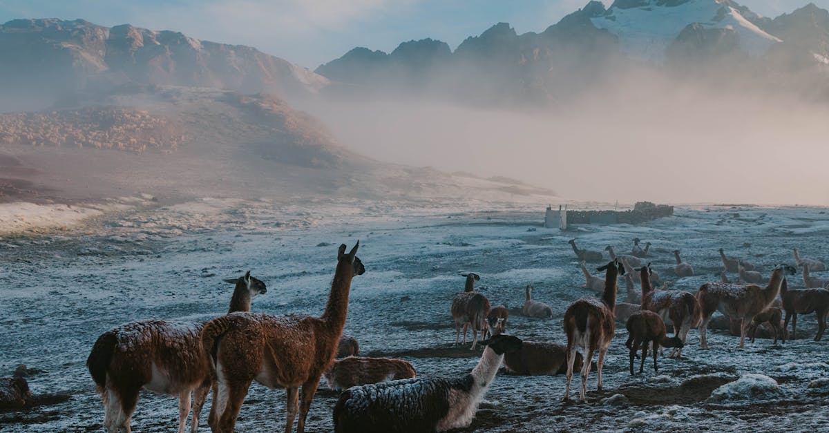 découvrez le permafrost, ce sol gelé permanent qui joue un rôle crucial dans notre climat et l'écosystème. apprenez comment il se forme, ses implications pour l'environnement et les conséquences du réchauffement climatique sur cette zone gelée.