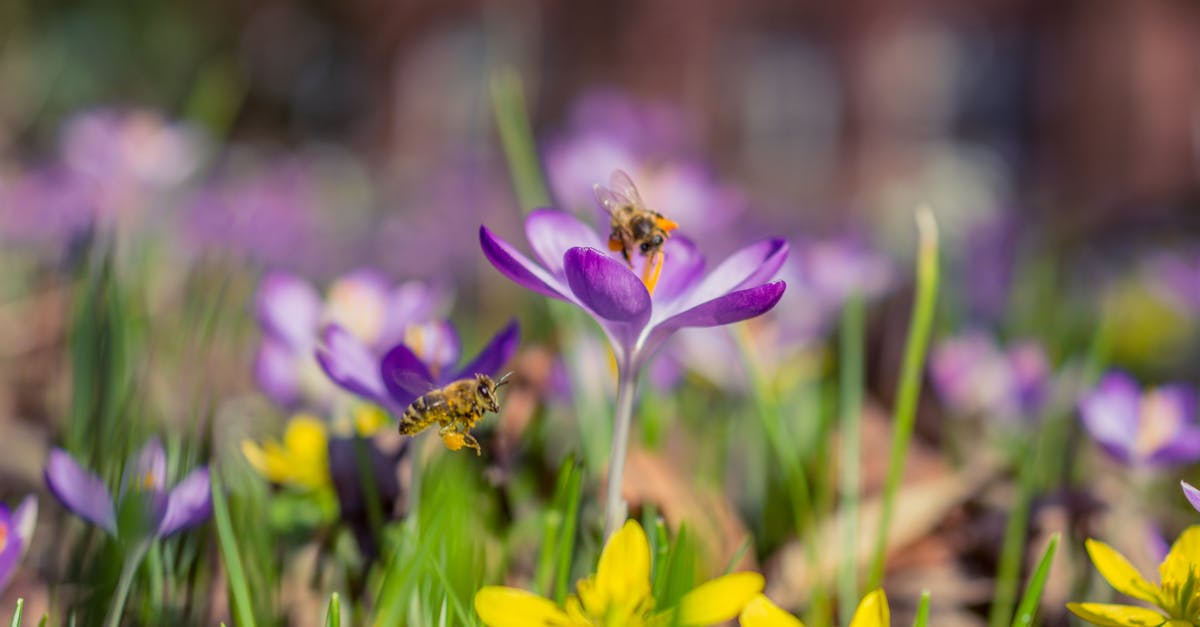 découvrez l'importance des pollinisateurs dans notre écosystème, leur rôle essentiel dans la pollinisation des plantes et les défis auxquels ils sont confrontés. apprenez comment protéger ces précieux alliés de la nature et favoriser la biodiversité.