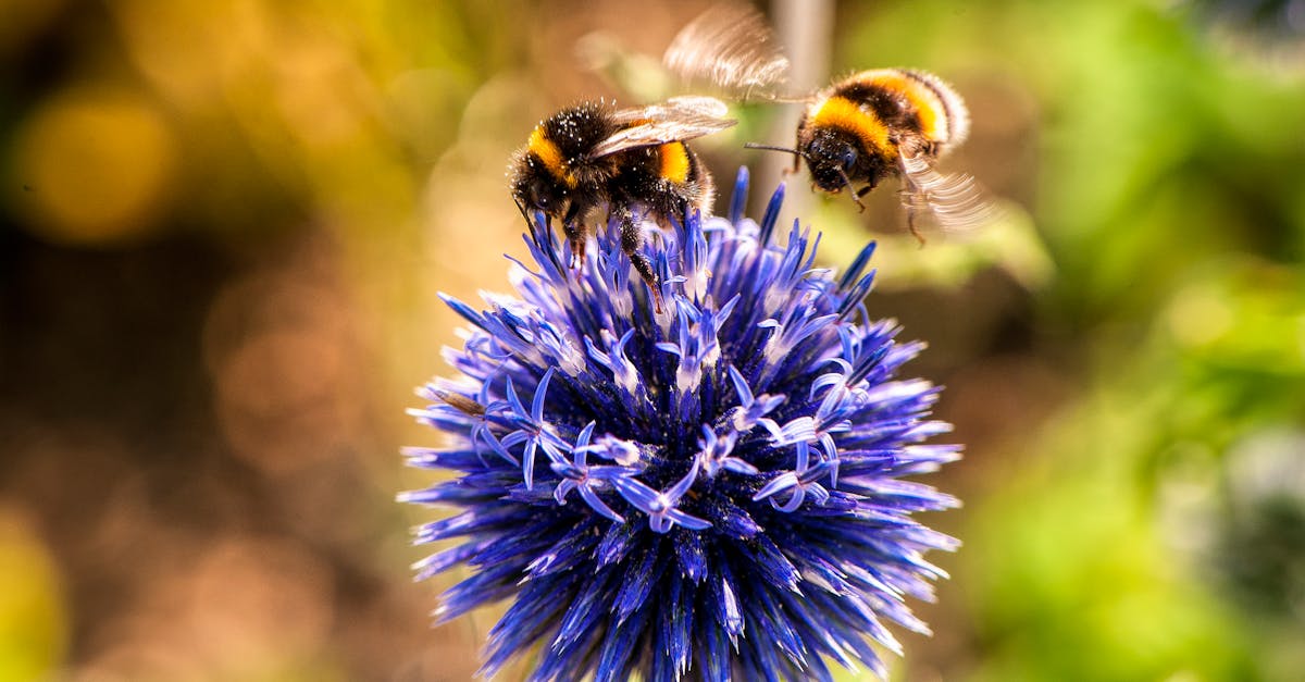 découvrez l'importance des pollinisateurs pour notre écosystème et la biodiversité. apprenez comment ces créatures essentielles, des abeilles aux papillons, contribuent à la reproduction des plantes et à la production alimentaire, et explorez des initiatives pour les protéger.