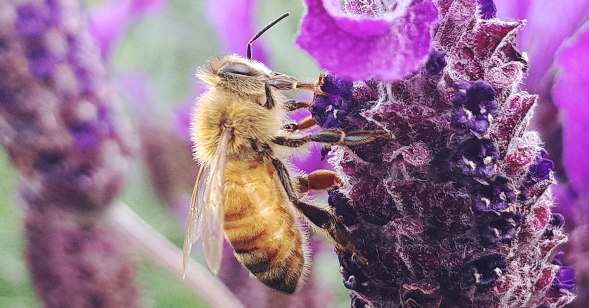 découvrez l'importance des pollinisateurs pour notre écosystème. apprenez comment ces créatures essentielles, des abeilles aux papillons, soutiennent la biodiversité et contribuent à la production alimentaire. protégeons-les pour un avenir durable!