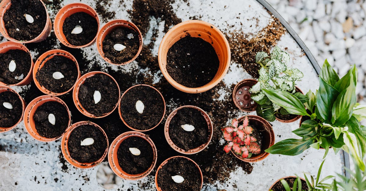 découvrez les pratiques de jardinage durable pour créer un espace vert respectueux de l'environnement. apprenez à cultiver vos plantes tout en préservant les ressources naturelles et en favorisant la biodiversité.