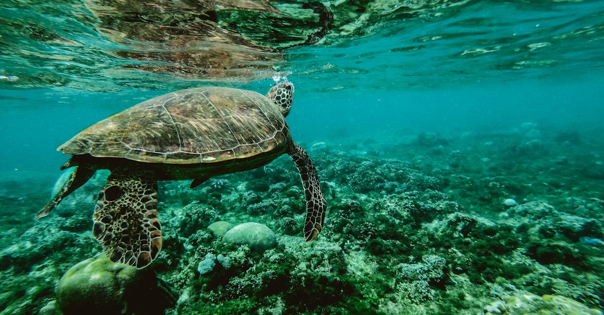 Îles à petite échelle : les océans comme alliés dans la lutte contre le changement climatique