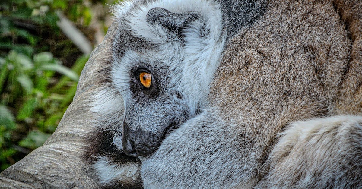 L’importance de la biodiversité dans les solutions vertes