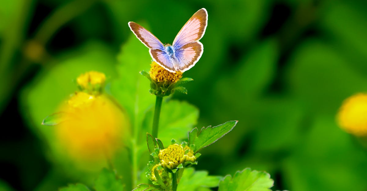 découvrez la diversité exceptionnelle de la vie sur terre grâce à notre exploration de la biodiversité. apprenez comment les écosystèmes interconnectés soutiennent la planète et pourquoi leur préservation est essentielle pour l'avenir de notre environnement.