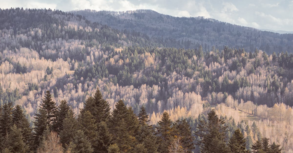 découvrez l'importance de la biodiversité pour notre planète. explorez comment la diversité des espèces contribue à l'équilibre des écosystèmes et pourquoi il est crucial de protéger notre environnement naturel.