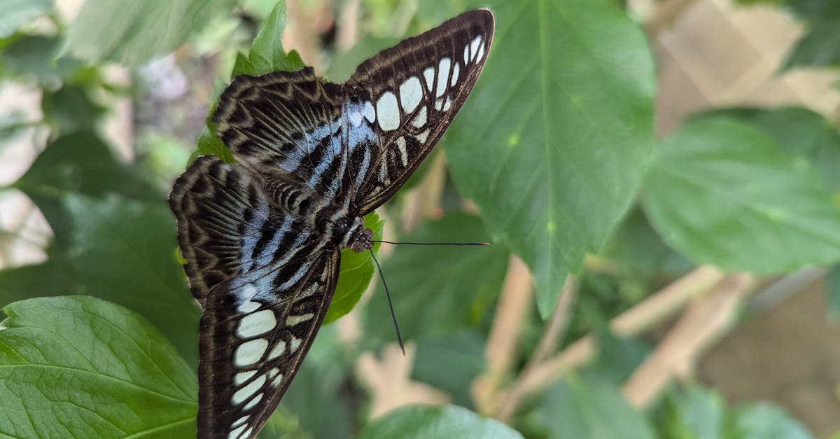 découvrez l'importance de la biodiversité, sa richesse et son rôle crucial dans l'équilibre des écosystèmes. explorez les menaces qui pèsent sur notre biodiversité et les solutions pour la préserver pour les générations futures.