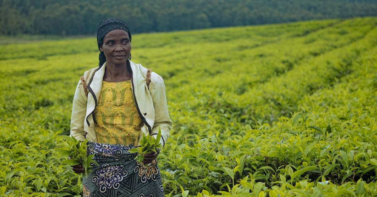 découvrez l'urgence climatique et son impact sur notre planète. explorez les enjeux, les actions à entreprendre et comment chacun peut contribuer à un avenir durable face aux défis environnementaux croissants.