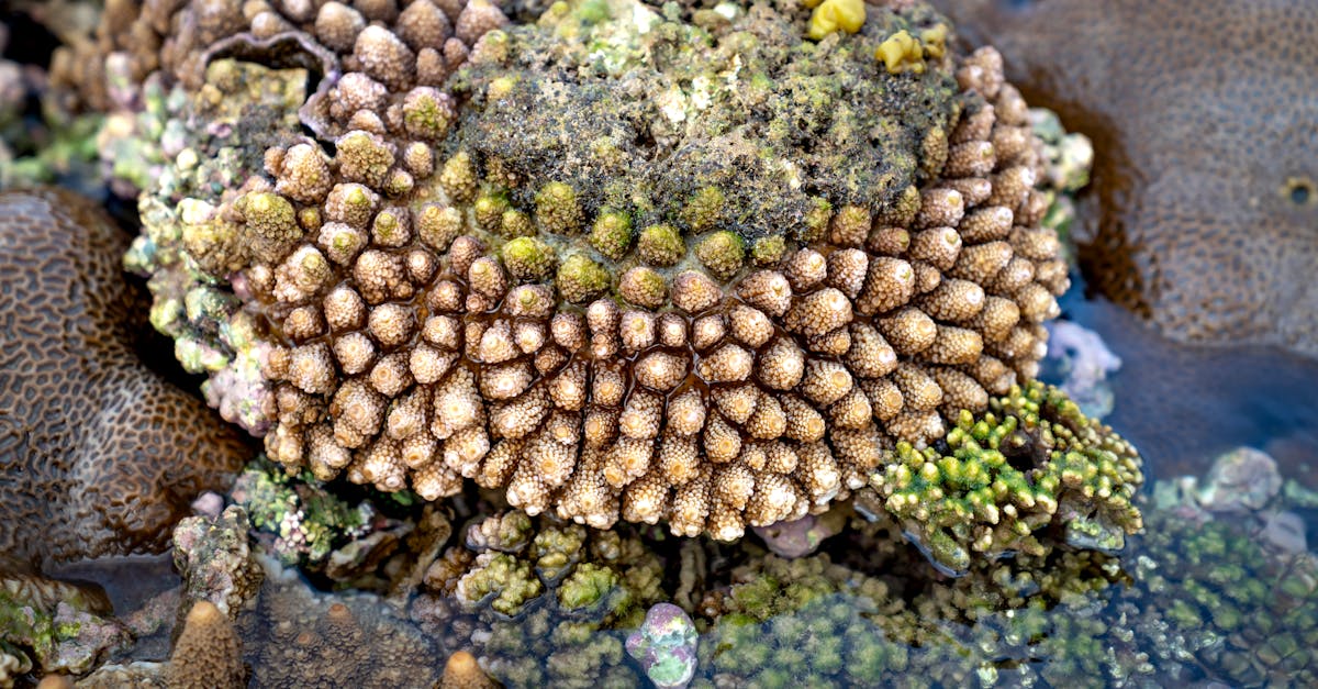 découvrez l'importance des écosystèmes pour la biodiversité, la santé de notre planète et le bien-être humain. explorez comment ces systèmes naturels interconnectés soutiennent la vie, régulent le climat et fournissent des ressources essentielles.