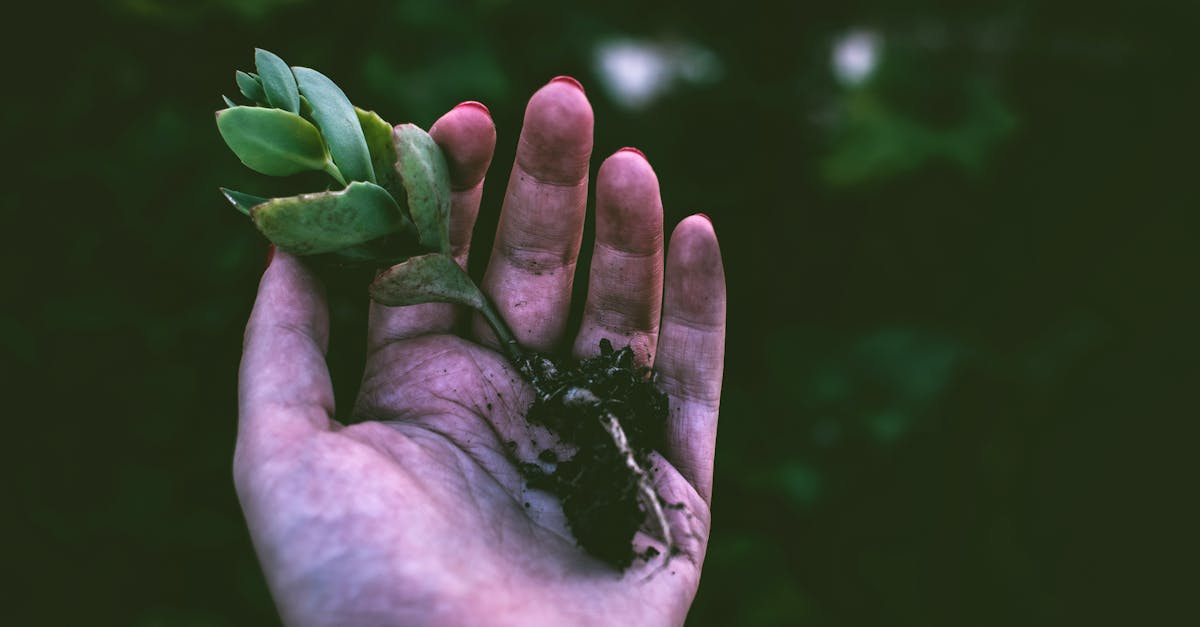 découvrez l'art du jardinage ! apprenez des astuces, des techniques et des conseils pratiques pour cultiver vos plantes, embellir votre espace extérieur et profiter d'un jardin florissant toute l'année.