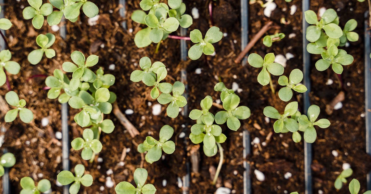 découvrez la permaculture, une méthode de culture durable qui respecte l'environnement et optimise les ressources naturelles. apprenez à créer des écosystèmes agricoles productifs et résilients, tout en favorisant la biodiversité et le bien-être des communautés.